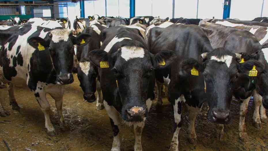 Казахстан запретил вывоз живого скота