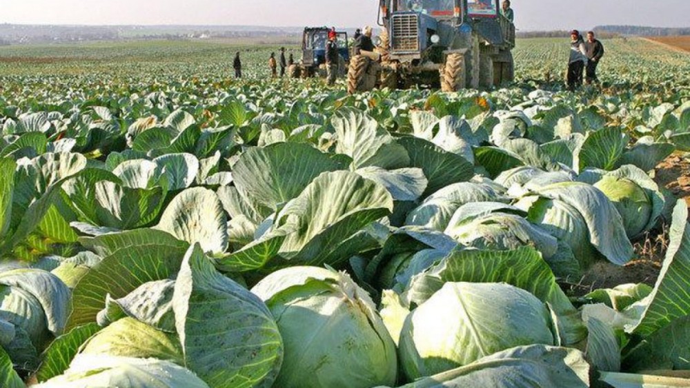 За границей упал спрос на казахстанскую капусту – МСХ   