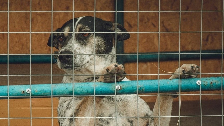 В Китае запретили есть собак