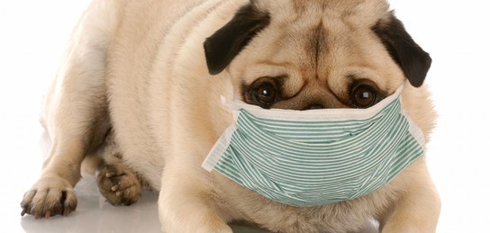 Инфекционисты оценили опасность заражения коронавирусом от домашних животных   