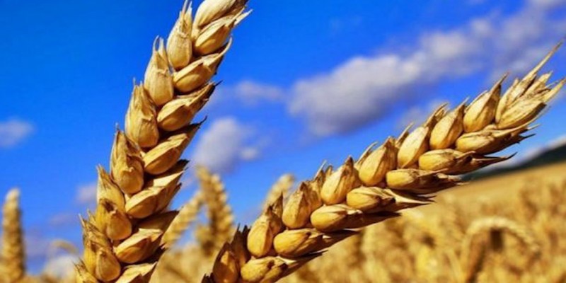 Спрос на казахстанскую пшеницу за рубежом увеличился почти в 3 раза