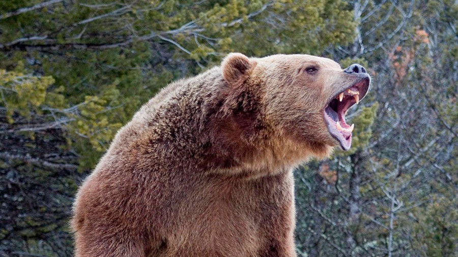 Озвучены подробности нападения медведя на человека в Алматинской области   