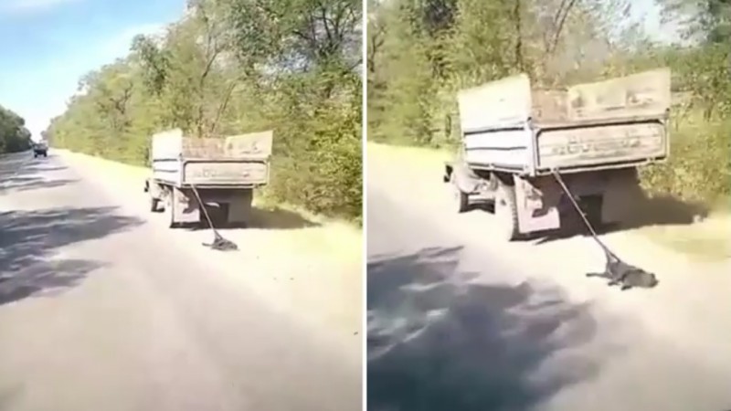 Привязанную к грузовику собаку протащили по трассе (видео)