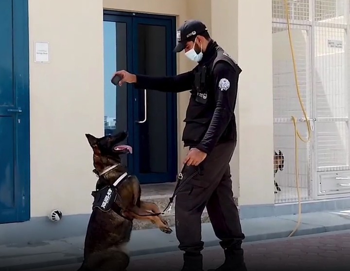 Собак научили искать зараженных коронавирусом в аэропорту Дубая   