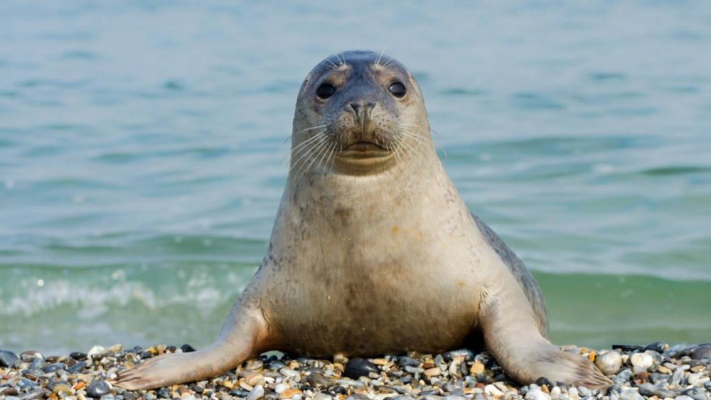 Каспийского тюленя занесли в Красную книгу РК