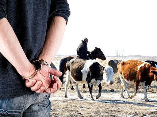 В Жетысу снизилось количество краж скота