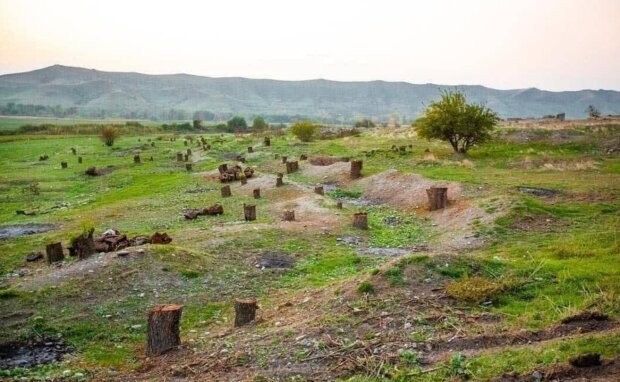 Уезжающие из Карабаха армяне вырубают и увозят деревья   