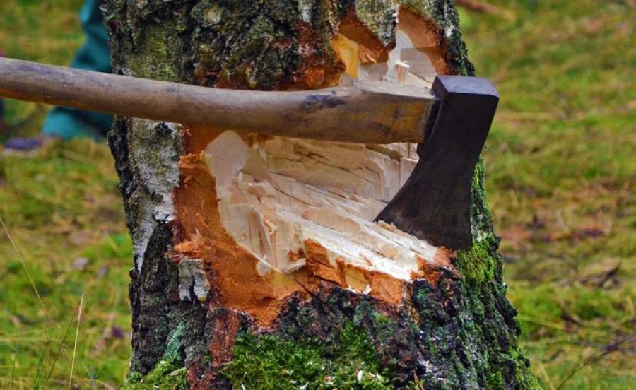 Наказание за вырубку деревьев ужесточат