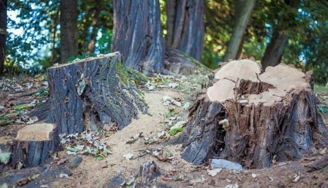 Штраф за вырубку деревьев увеличат в 5 раз