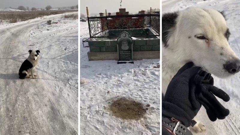 «Хатико из Казахстана». Собака 2 месяца сторожила могилу хозяина