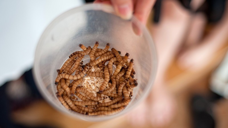 Мучных червей намерены использовать в продуктах питания в Европе