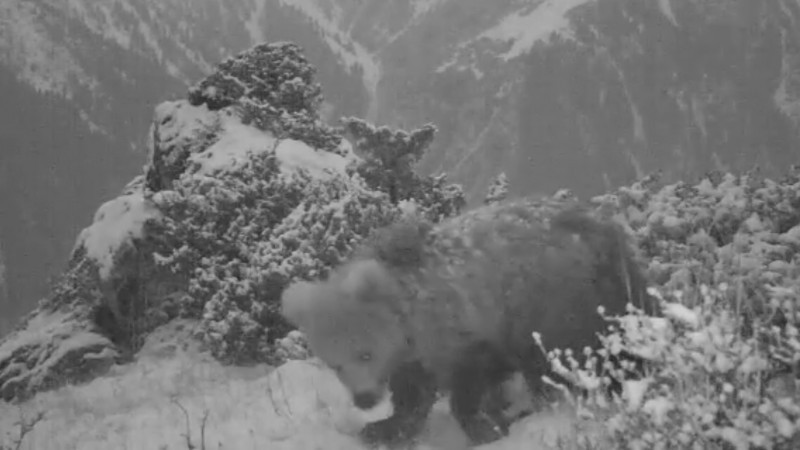 Редкого медведя сняли на видео в Алматинской области   