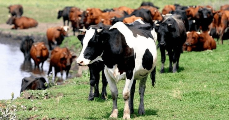 В Казахстане введен запрет на вывоз коров и коз