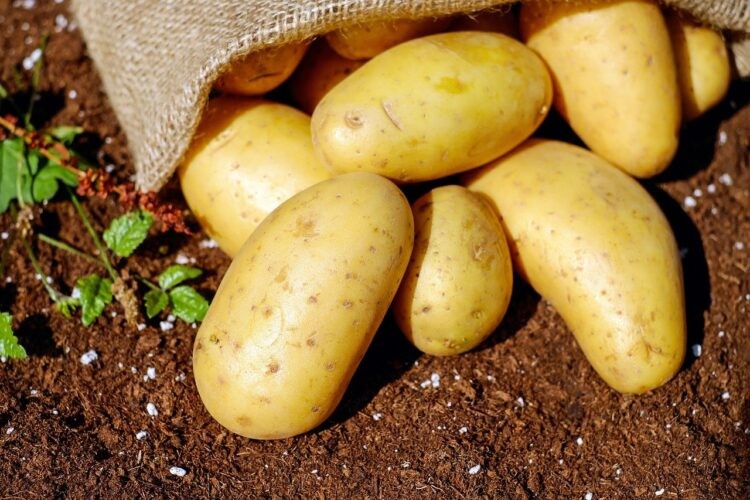 Россия просит Казахстан приостановить поставки картофеля