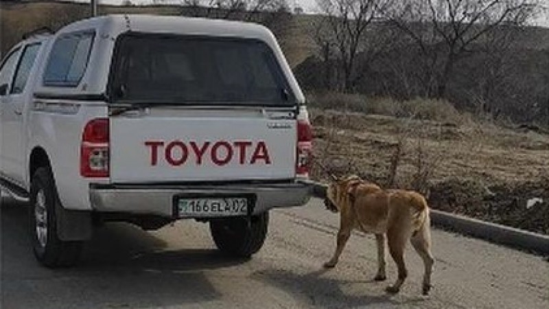   «Привязал к машине собаку и катался»: казахстанцев возмутило фото   