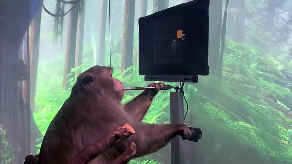 Чипированная обезьяна Илона Маска сыграла в видеоигру силой мысли   
