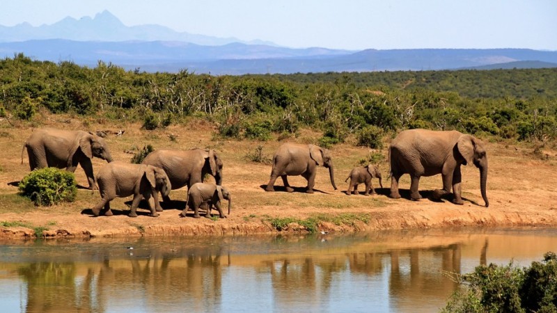 Слоны жестоко «отомстили» браконьерам в Африке   