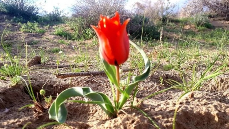 Почти в 9 миллионов тенге могут обойтись 6 тюльпанов жителю Шымкента   