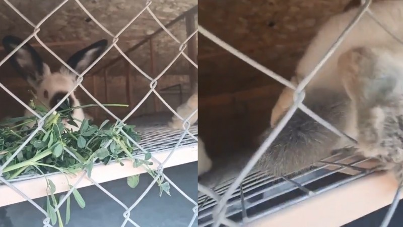 В одном из контактных зоопарков на видео сняли мертвых животных