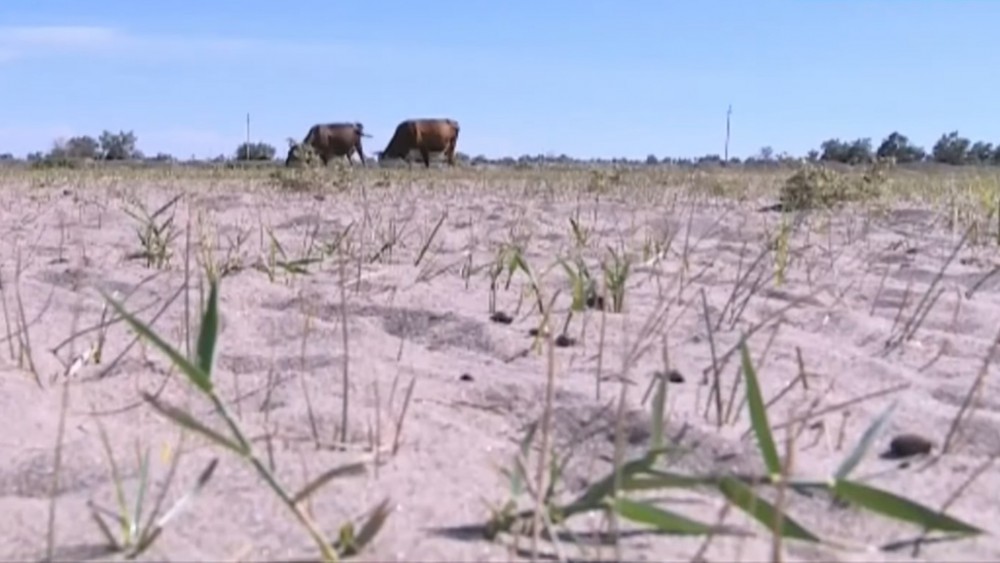 Скот гибнет в Жамбылской области из-за засухи   
