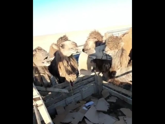  Ученый о видео с верблюдами:  кормить  картоном неправильно