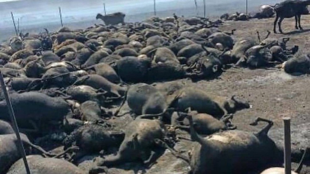 В Карагандинской области массово гибнет скот