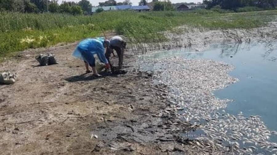 Рыба гибнет в озере Карабек в СКО   