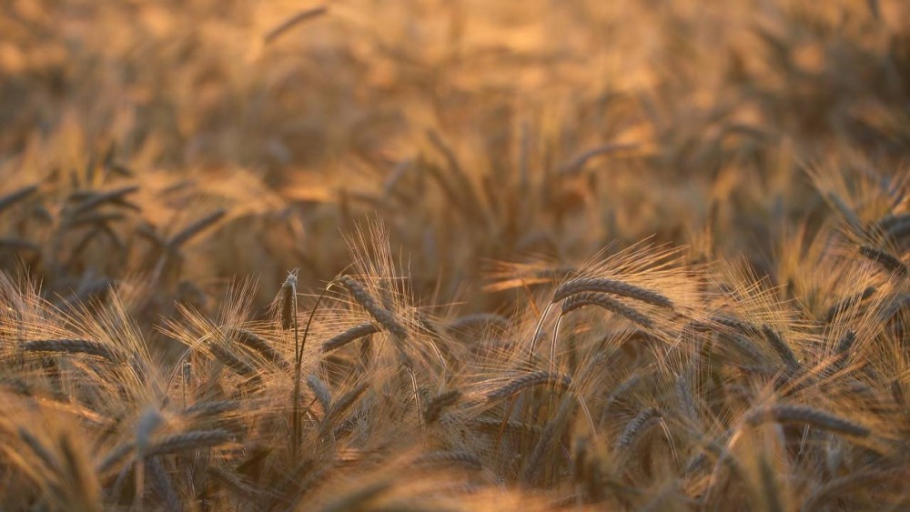 В Казахстане вводится запрет на вывоз сена, овса и ржи