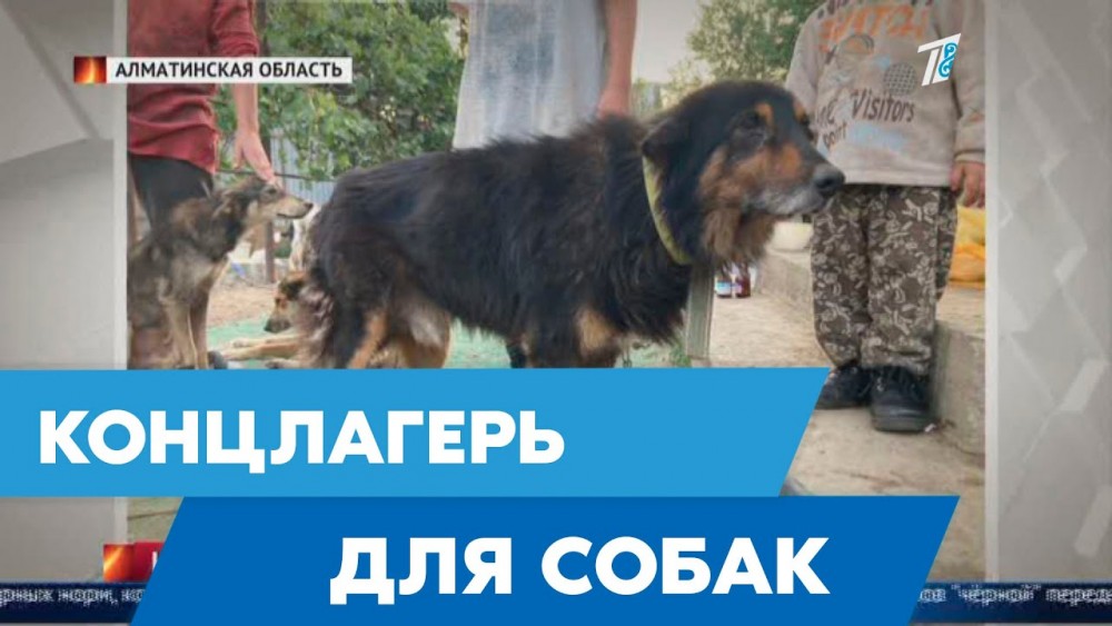Зоозащитники обнаружили в Алматинской области концлагерь для собак   