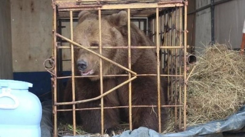 Медведица напала на девочку на базе отдыха в Костанайской области   