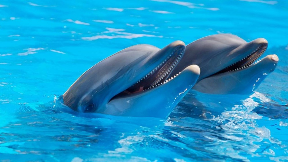 Контактные зоопарки и дельфинарии все-таки закроют в Казахстане