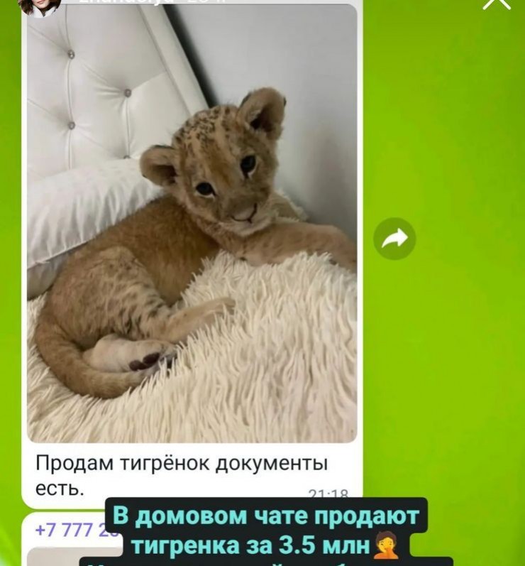 Львенка выставили на продажу за 3,5 миллиона тенге в Алматы   