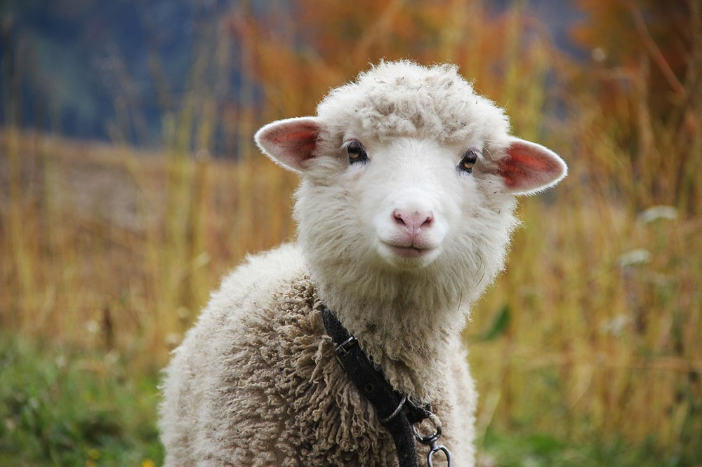 Самую красивую овцу выберут в Алматинской области